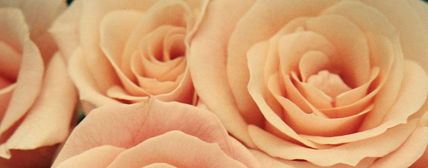 hell orange Rosen