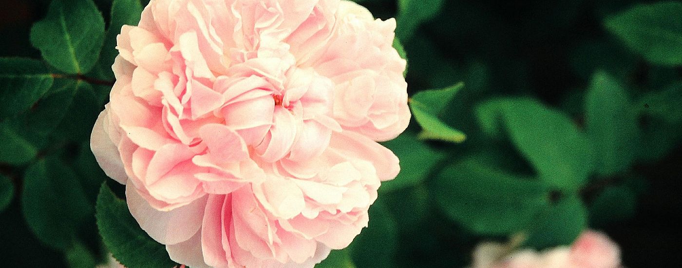 Rose an einem Busch